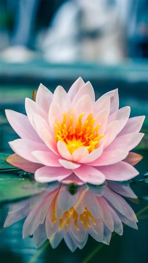 Pin by Rainberry on ⚘ iPhone Wallpaper ⚘ | Lotus flower wallpaper