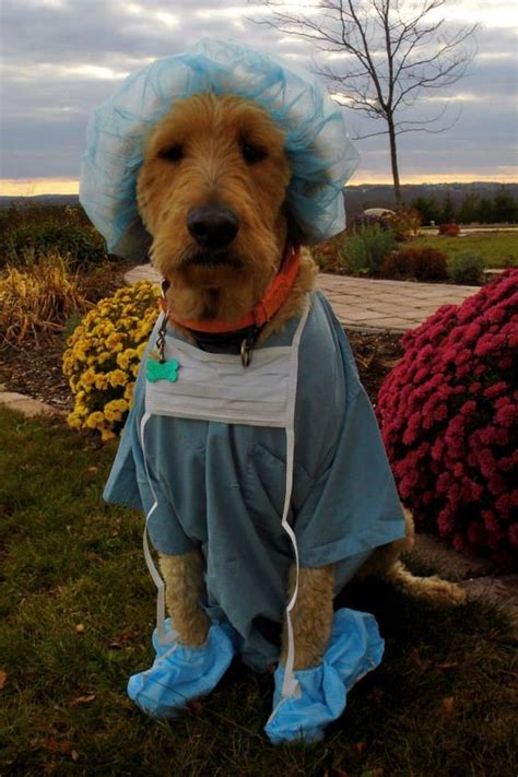 30 Halloween Costumes For Your Pups Hike N Dip Puppy Halloween