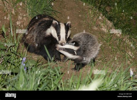 Mother And Badger Cub Stock Photo Alamy