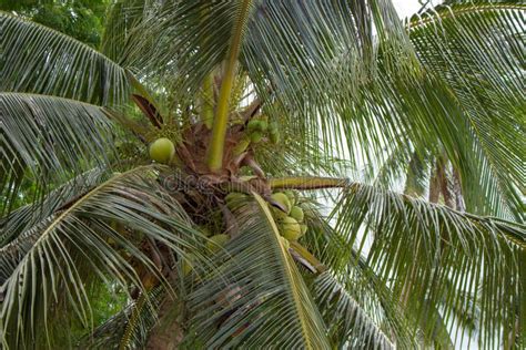 Tall Palm Trees With Coconuts Close Up Tropical Nature Tropical