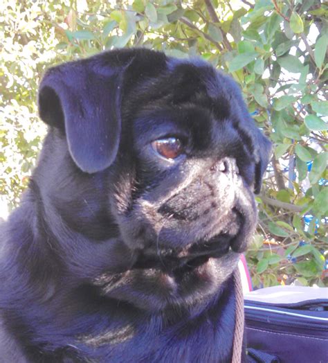 Pug Of The Month April 2016 Northern California Pug Club
