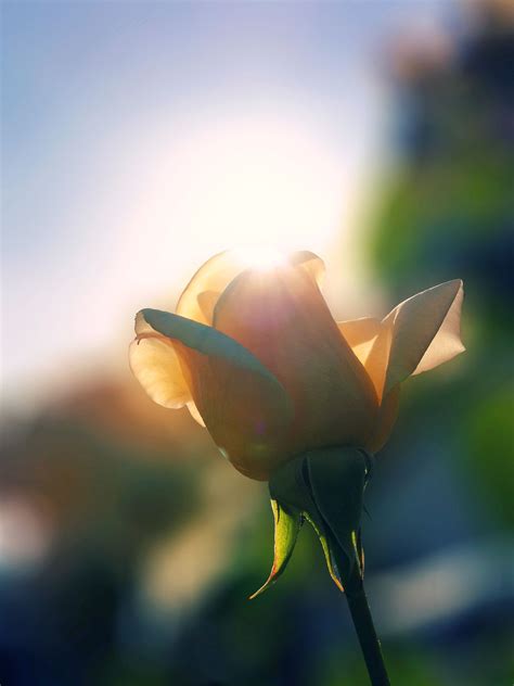Beautiful Rose In The Morning Sunlight Sunlight Photography