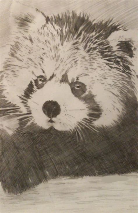Please Follow Iloveredpandas Red Panda Drawing By Me Hope U Enjoy