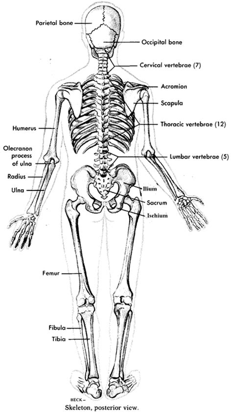 Skeletal System Cheyenne Noelle Holbrook