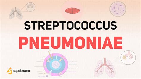 Streptococcus Pneumoniae Microbiology Sketchy Video