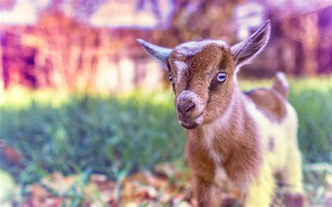 Cute Goat Baby Wallpaper Animals Pink Wallpaper For You Hd