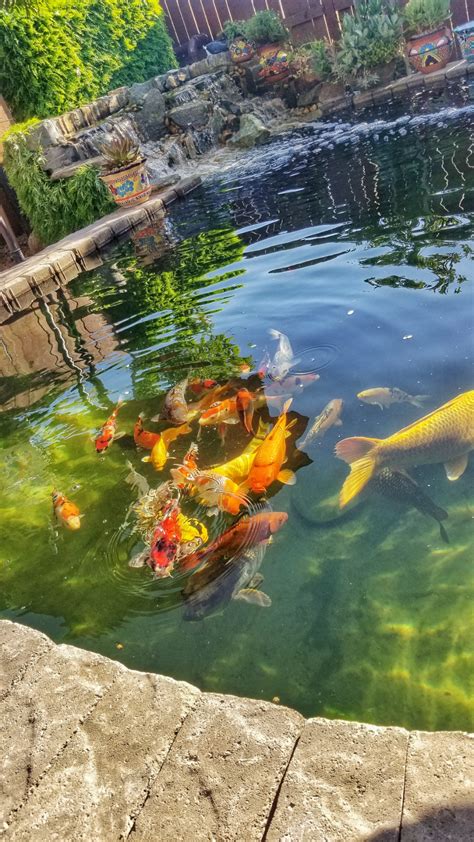 All orders ship free · product warranty services · exclusive rewards How I built a 4,000 gallon Koi Pond
