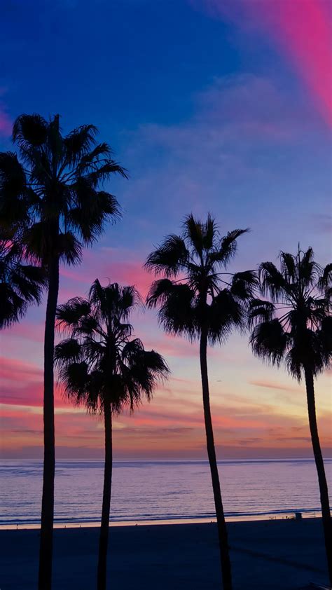 Download Wallpaper 1440x2560 Palm Trees Sunset Silhouette Qhd
