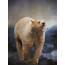 Spirit Bear  Kermode Art Painting By Jordan Blackstone