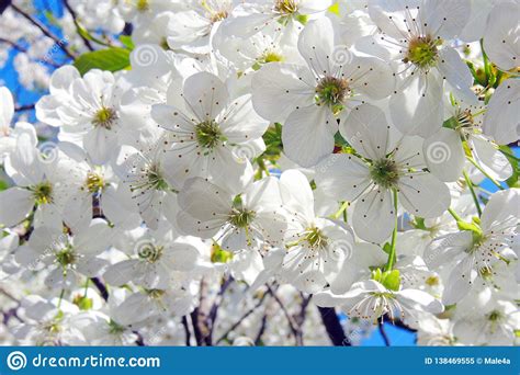 Early Spring Trees And Flowers Bloom Stock Image Image Of Gardening
