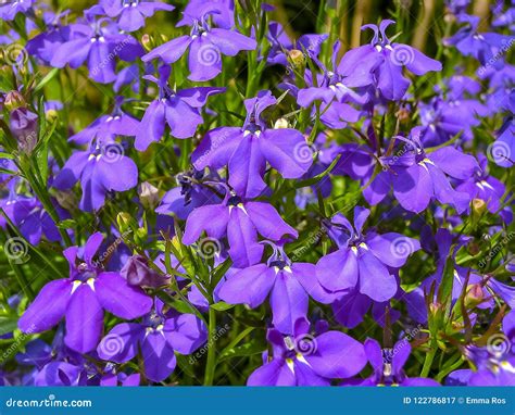 Blue Lobelia Flowers Stock Image Image Of Summer Bloom 122786817
