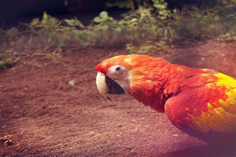 Free Images Bird Wildlife Pet Red Beak Colourful Colorful