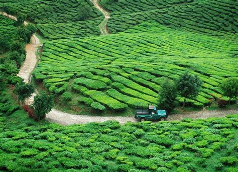 Sightseeing cameron highlands from ipoh secrets. EXACTLY How To Go From Ipoh To Cameron Highlands [2020 ...