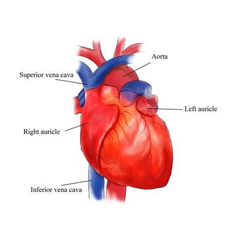 External Structure Of Heart Anatomy Diagram | MedicineBTG.com