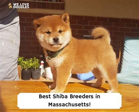 7 Best Shiba Breeders In Massachusetts 2023 We Love Doodles