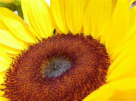 Free Stock Photo 12919 Close Up Macro Of Yellow Sunflower Freeimageslive