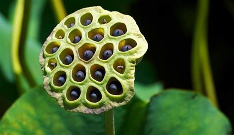 Who’s Afraid Of A Cluster Of Holes 16 Percent Of People Phobia Of Holes Trypophobia Phobias