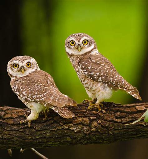 Spotted Owlet Photos Birds Of India Bird World