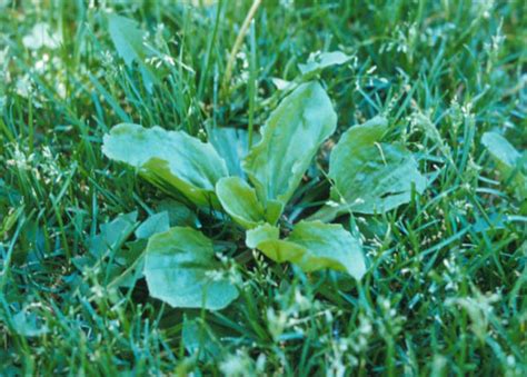 Broadleaf Weed Identification Guide Australia Myhometurf