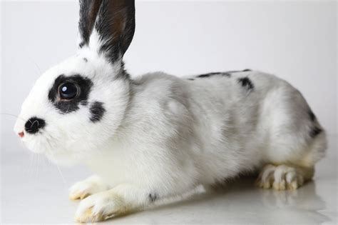 English Spot Rabbit Facts Traits Behavior And Care With Pictures