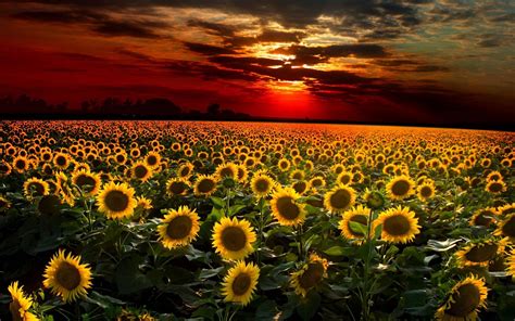 89 Field Of Sunflowers Wallpapers On Wallpapersafari