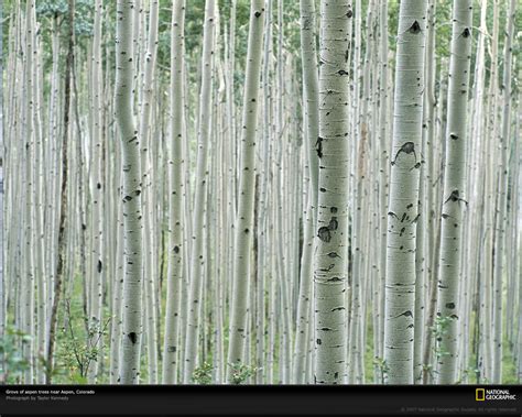 Free Download Tree Bark 2 Wall Mural Contemporary Wallpaper By Murals