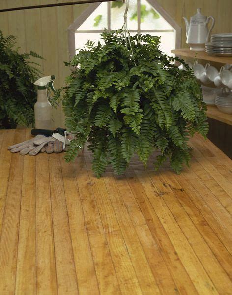 Boston Ferns Grow Happily Indoors Year Round And By Following Some