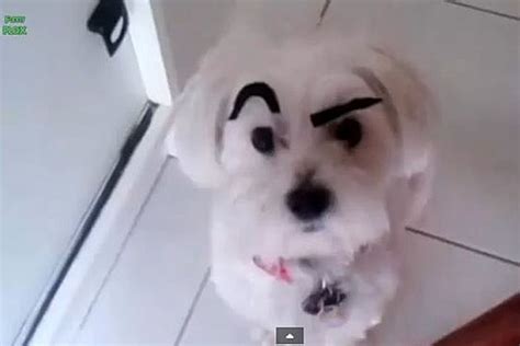 Funny Dogs With Eyebrows Will Make You Laugh Out Loud