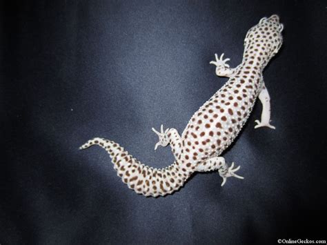 Albino leopard gecko for sale near me. OnlineGeckos.com - News Archive - Leopard Geckos For Sale ...