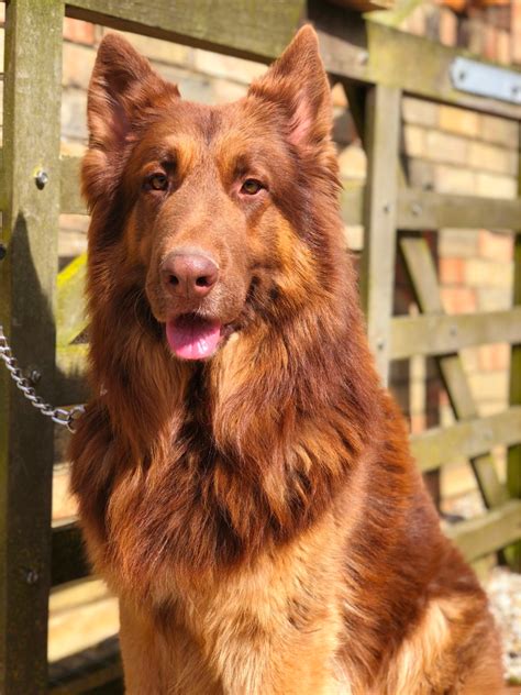 Liver German Shepherd Gorgeous And Companionable Dog