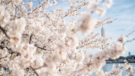 Washington Dc Cherry Blossom Watch Updates