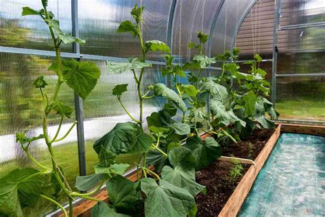 How To Grow Cucumbers In Pots