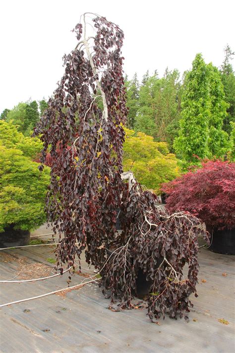Buy Fagus Sylvatica Purple Fountain European Beech Conifer Kingdom