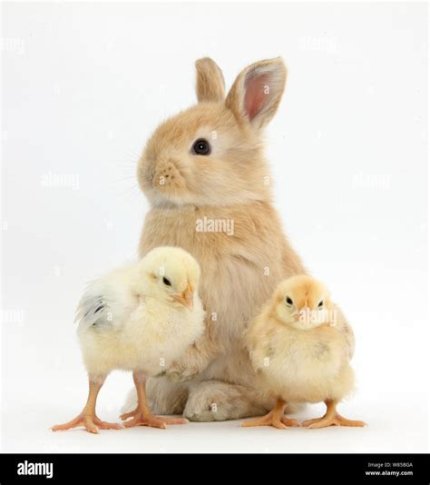 Cute Sandy Rabbit And Yellow Bantam Chicks Against White Background