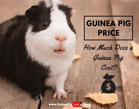 The prices can vary depending on the quality, color, and age. Guinea Pig Price: How Much Does a Guinea Pig Cost ...