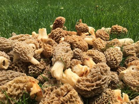 7 Best Morel Mushroom Hunting Tips As Season Set To Explode In Michigan