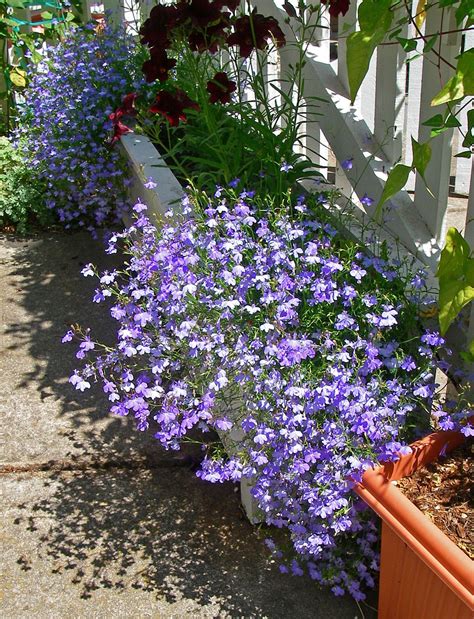 Fabulous Trailing Plant With Purple Flowers Hanging Wisteria