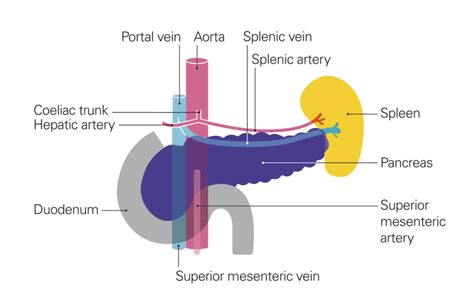 Pancreas Vascular Anatomy
