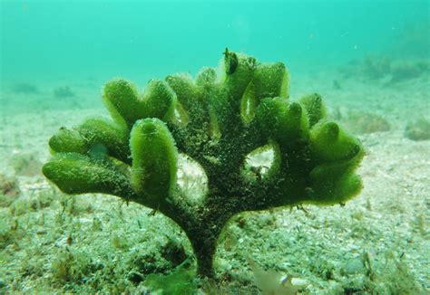 Green Algae Seaweed Photos Codium Setchellii Catalina Island Channel