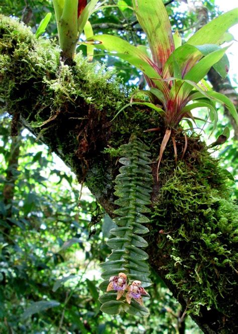 Monitoring Epiphyte Colonization In Costa Rican Forest Restoration