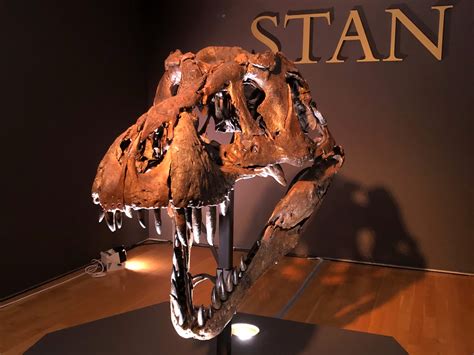 T Rex Fossil Sells For 32 Million Becoming The Most Expensive Dino