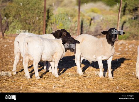 Dorper Sheep Rams On A Dorper Sheep Stud Farm In The Tankwa Karoo In