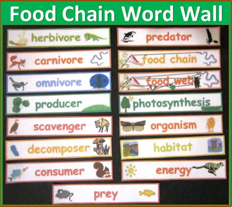 Food Chain Word Wall Picture Cards Food Web Words Food Chain Science
