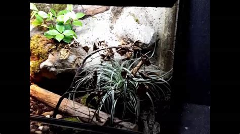 Corn snake natural vivarium terrarium - YouTube