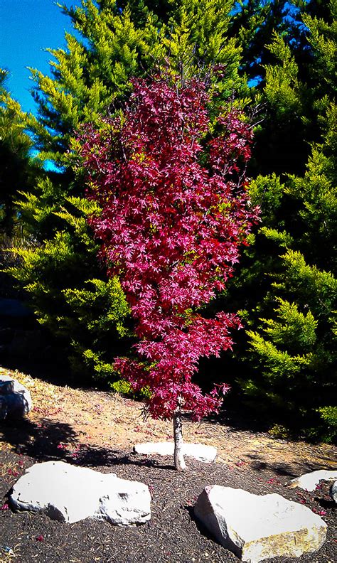 But there is always that chance that one of your seedlings could the most awesome japanese maple ever! Twomblys Red Sentinel Japanese Maple Trees For Sale | The ...