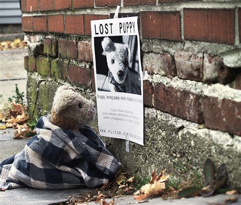 Lost Missing And Found Posters The Funny Side ~ Kuriositas