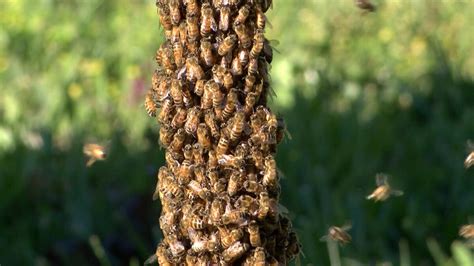 Bee Swarms Near Your Home Heres What To Do