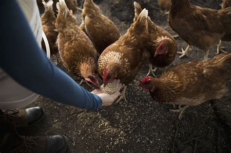 Cdc Salmonella Outbreaks In 44 States Linked To Backyard Poultry Infectious Disease Advisor