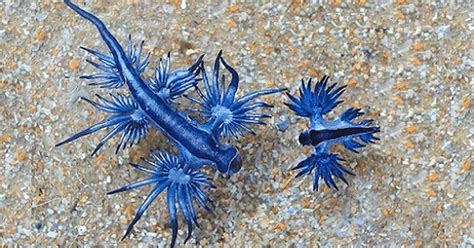 Pin By S Schultz On Incredible Creatures In 2020 Glaucus Atlanticus