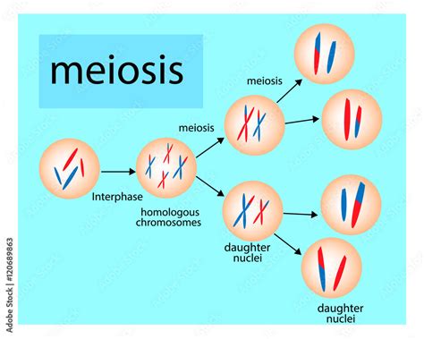 Meiosis Diagram Cell Division Stock Vector Illustration Of Anatomy The Best Porn Website